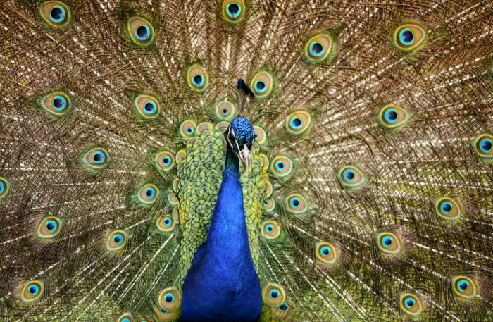 Hiring tips: show off like this peacock!